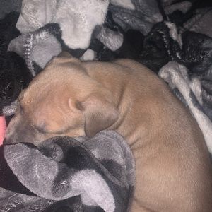 Meet your Posher, Amir